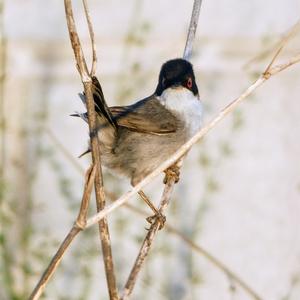 Sardinian Warbler