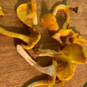 Chanterelle, Common