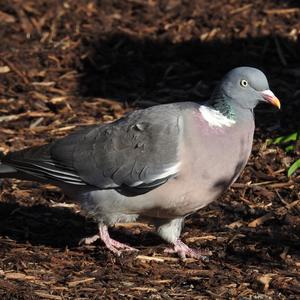 Common Wood-pigeon