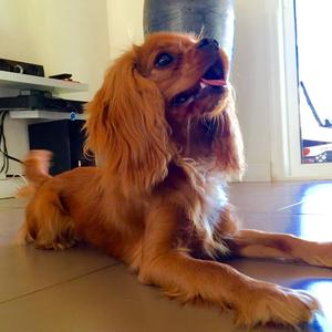 Cavalier King Charles Spaniel