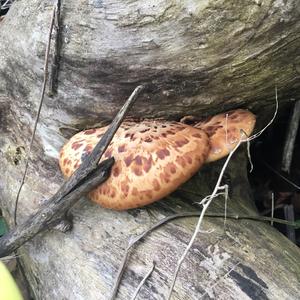 Dryad`s Saddle