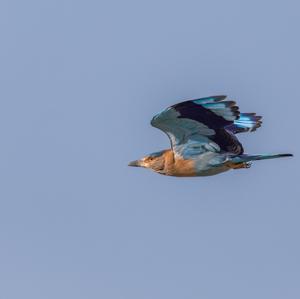 Indian Roller