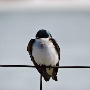 Tree Swallow