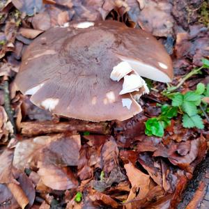 Fawn Mushroom