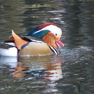 Mandarin Duck