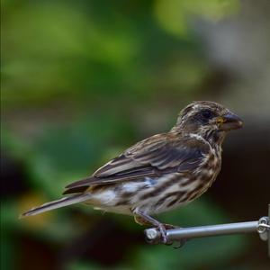 Purple Finch