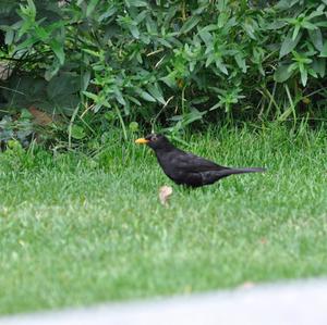 Eurasian Blackbird