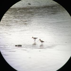 Bar-tailed Godwit