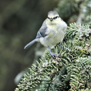 Blue Tit