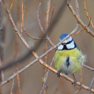 Blue Tit