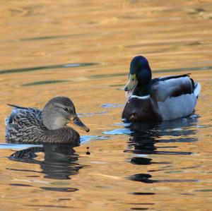 Mallard