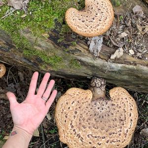 Dryad`s Saddle