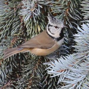 Crested Tit