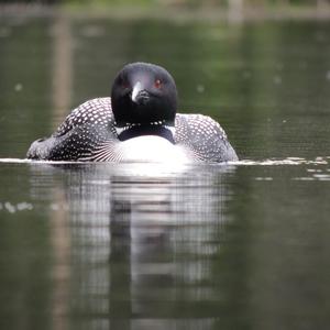 Common Loon