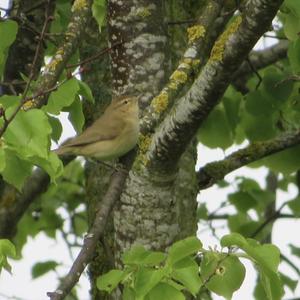 Common Chiffchaff