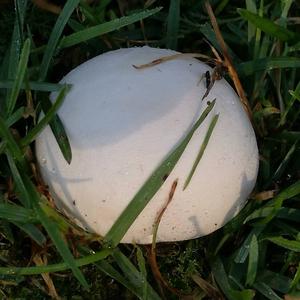 Meadow Puffball