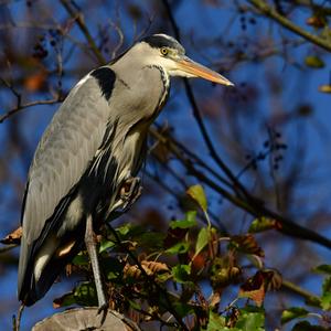 Grey Heron