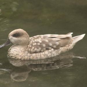 Marbled Teal