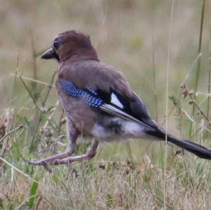 Eurasian Jay