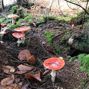 Fly Agaric