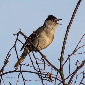 Blackcap