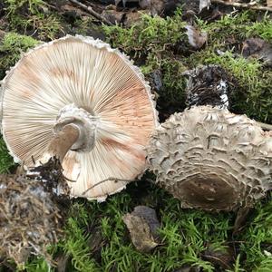 Shaggy Parasol