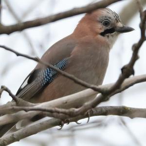 Eurasian Jay