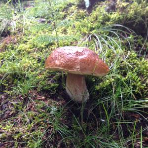 Summer Bolete