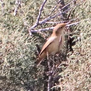 Eurasian Reed-warbler