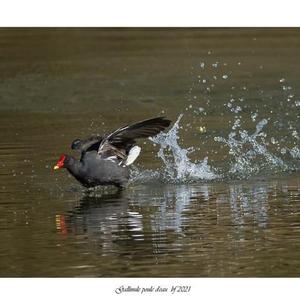 Common Moorhen