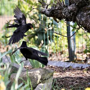 Eurasian Blackbird