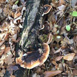 Resinous Polypore