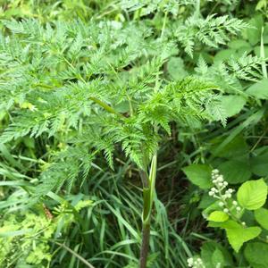 Unknown Species