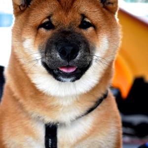 Shiba Inu