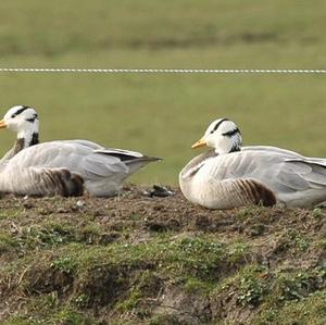 Bar-headed Goose