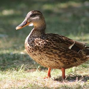 Mallard