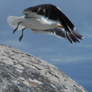 Great Black-backed Gull