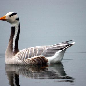 Bar-headed Goose