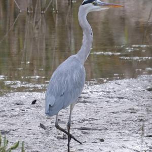 Grey Heron