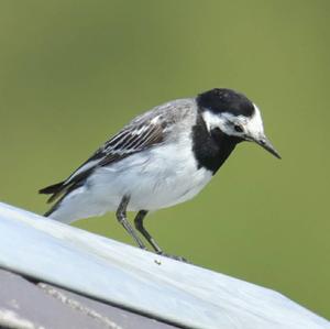 White Wagtail