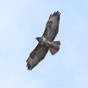 Common Buzzard