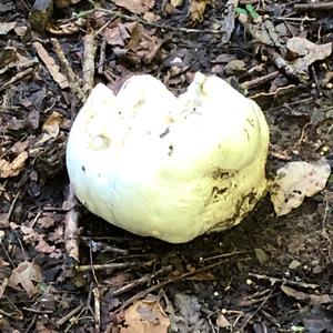 Giant Puffball