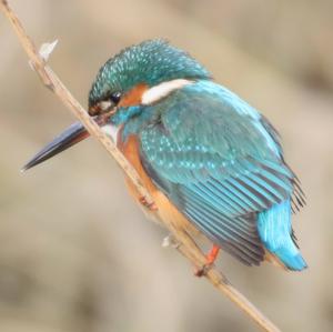 Common Kingfisher