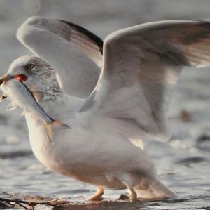 Ring-billed Gull