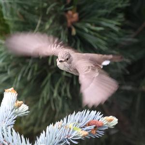 Spotted Flycatcher