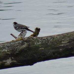 White Wagtail