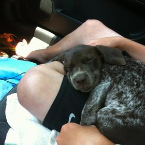 Pointer (German Shorthaired)