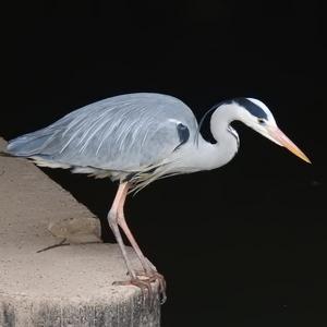 Grey Heron