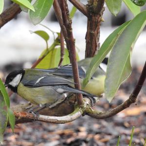 Great Tit