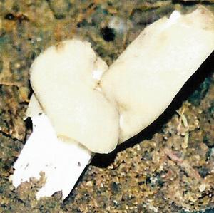 Fluted White Helvella